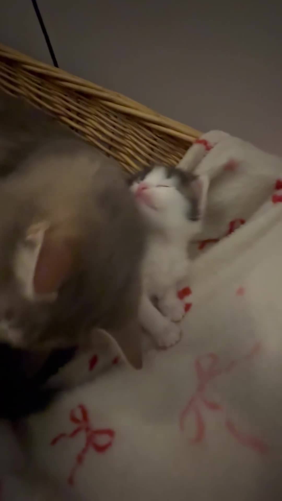 Ragdoll cats for sale: Ragdoll silver cross Bombay cuties  - Video 2