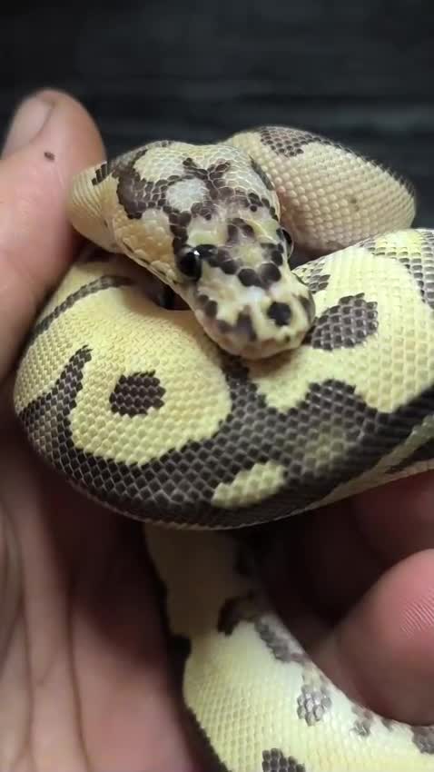 Python Snake reptiles for sale: Fire Clown 100% Het Piebald - Video 1
