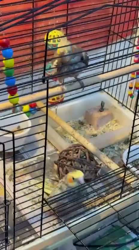 Cockatiels birds for sale: Cockatiel  - Video 4