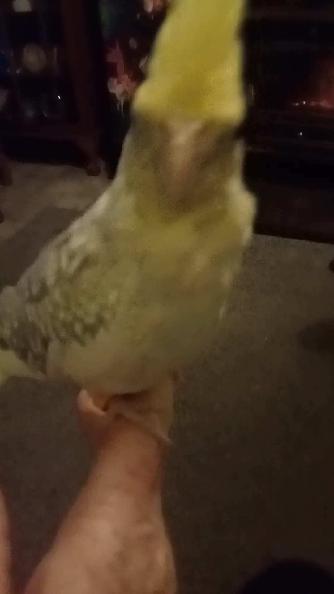 Cockatiels birds for sale: Hand reared baby cockatiel s - Video 2