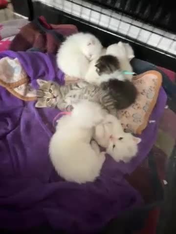Scottish Fold cats for sale: White Scottish fold long and short hair kittens  - Video 1