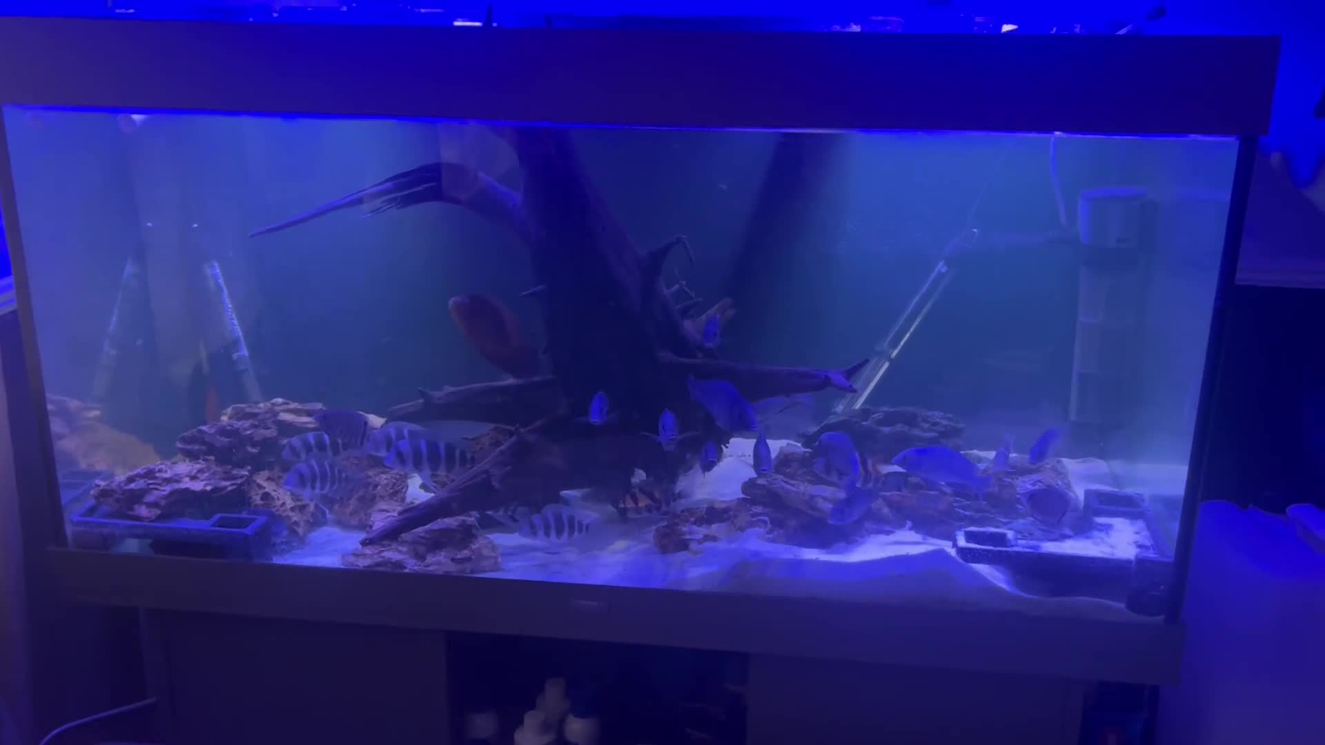 Cichlids fish for sale: Frontosa x 10 and Blue moorii dolphin x 10  - Video 1