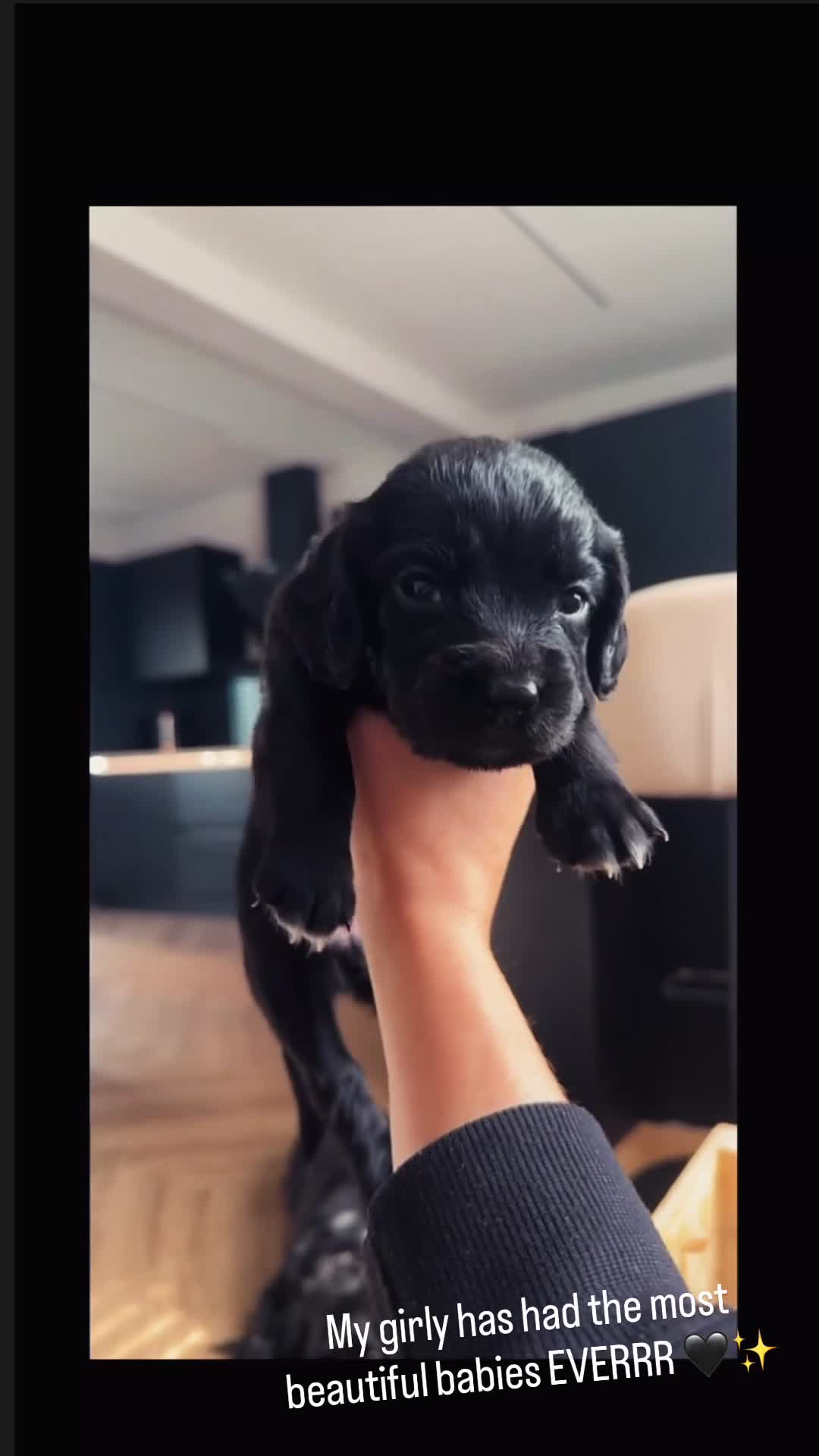 Cocker Spaniel dogs for sale: Working cocker spaniel pups - Video 3