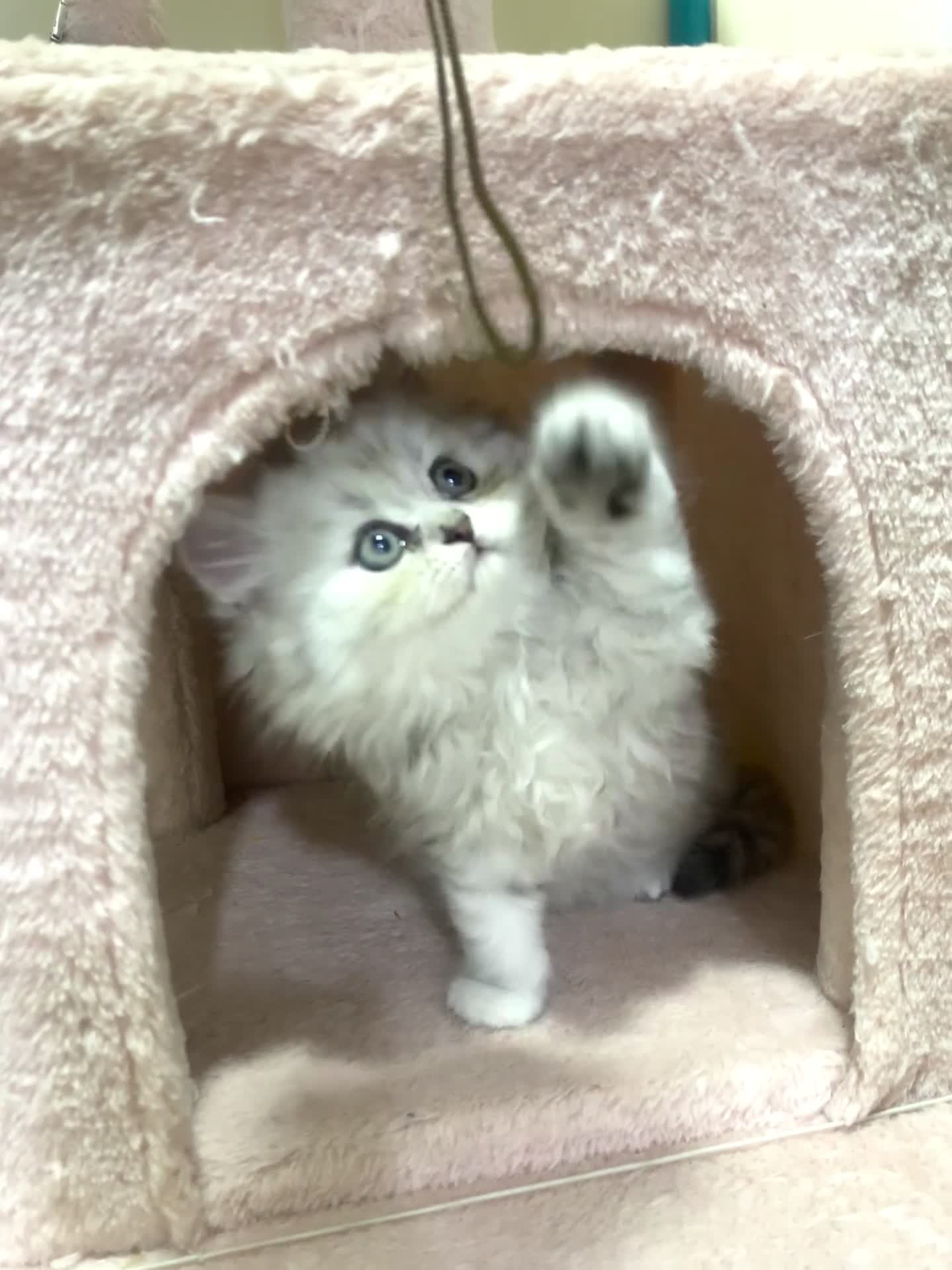 Mixed Breed cats for sale: Beautiful mixed breed kittens  - Video 2