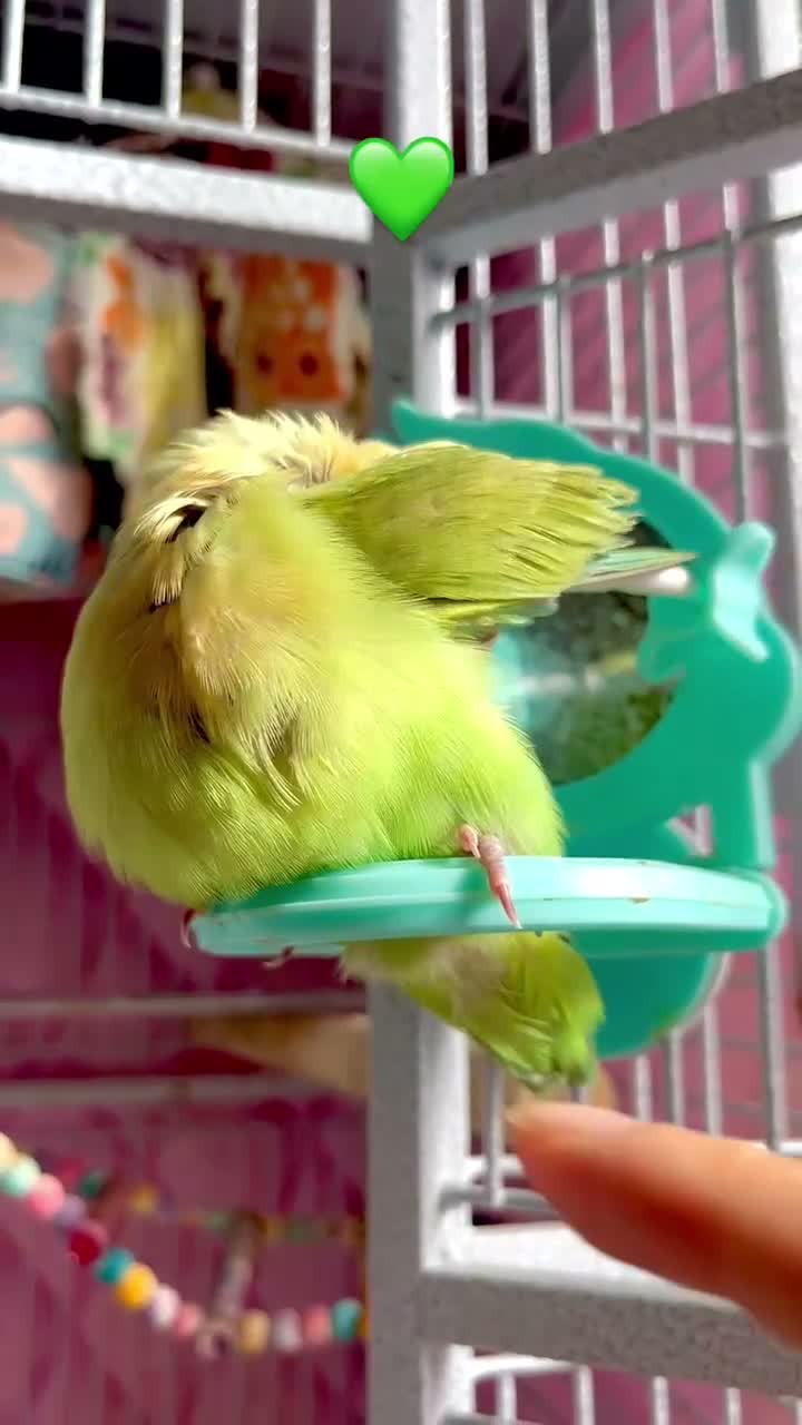 Lovebirds birds for sale: Lovebird in Bristol - Video 2