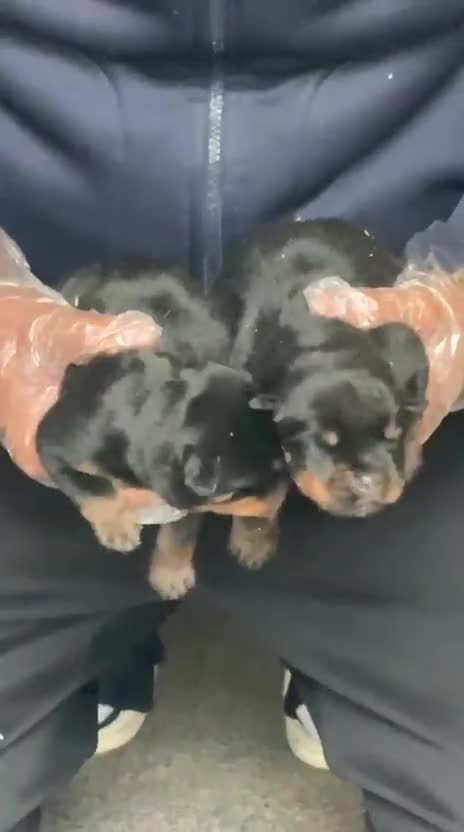 Rottweiler dogs for sale: Top quality kc pups for sale timitor X edelstein - Video 1
