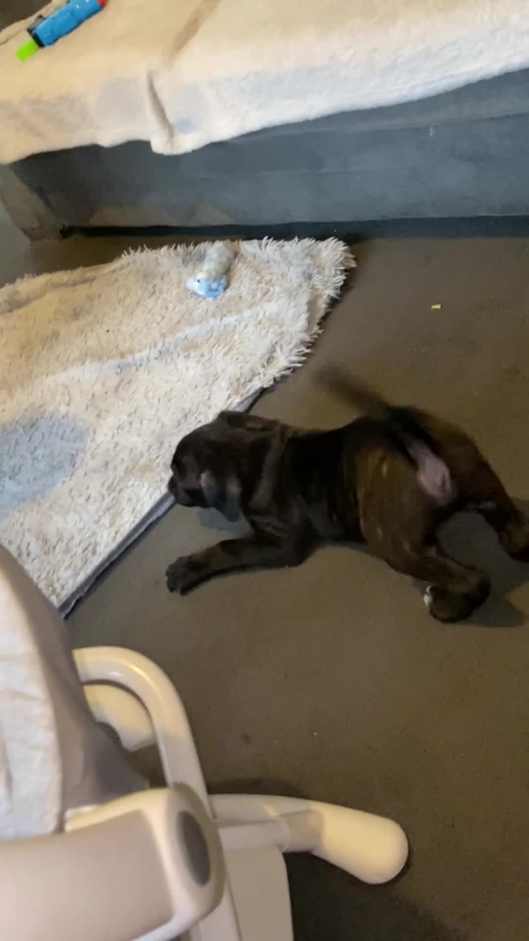 Mixed Breed dogs for sale: Male Canecorso/ presa  - Video 3