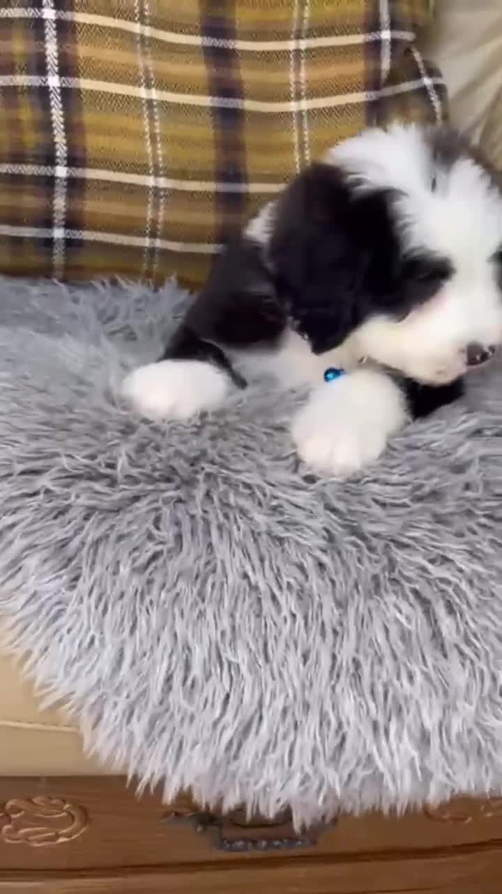 Old English Sheepdog dogs for sale: Old English sheep dog puppies  - Video 2