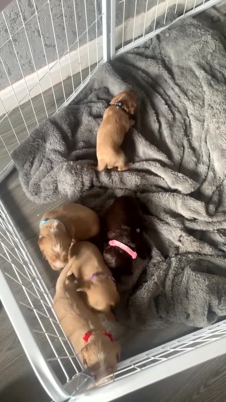 Mixed Breed dogs for sale: Cockapoo X Cavapoo Puppies - Video 1
