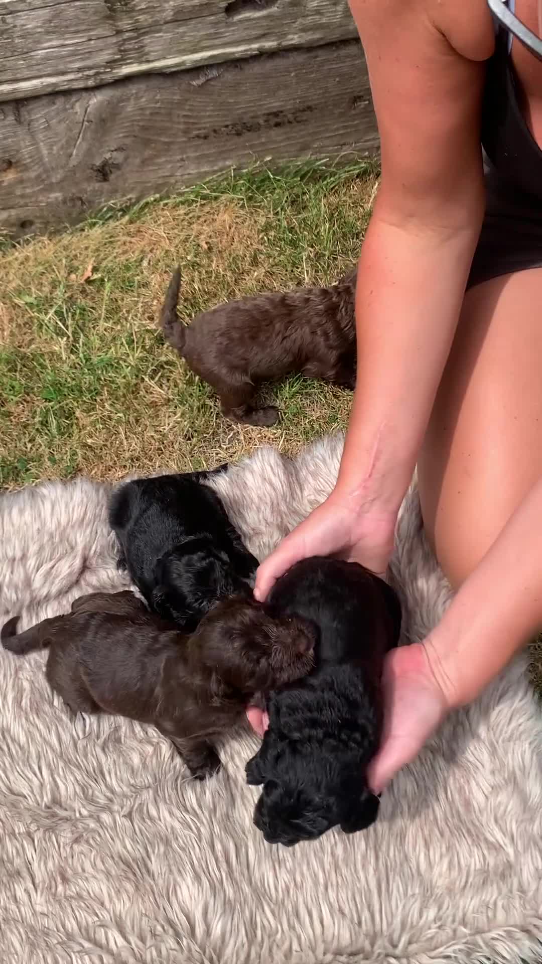 Cockapoo dogs for sale: STUNNING F1 COCKAPOO PUPS 3GIRLS 5BOYS   in Shrewsbury - Video 2