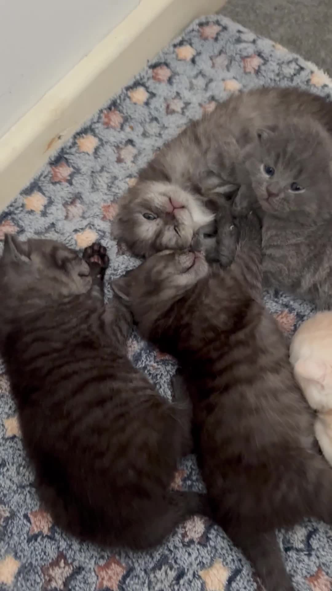 Scottish Fold cats for sale: Adorable 5 Scottish Fold Kittens - Video 3