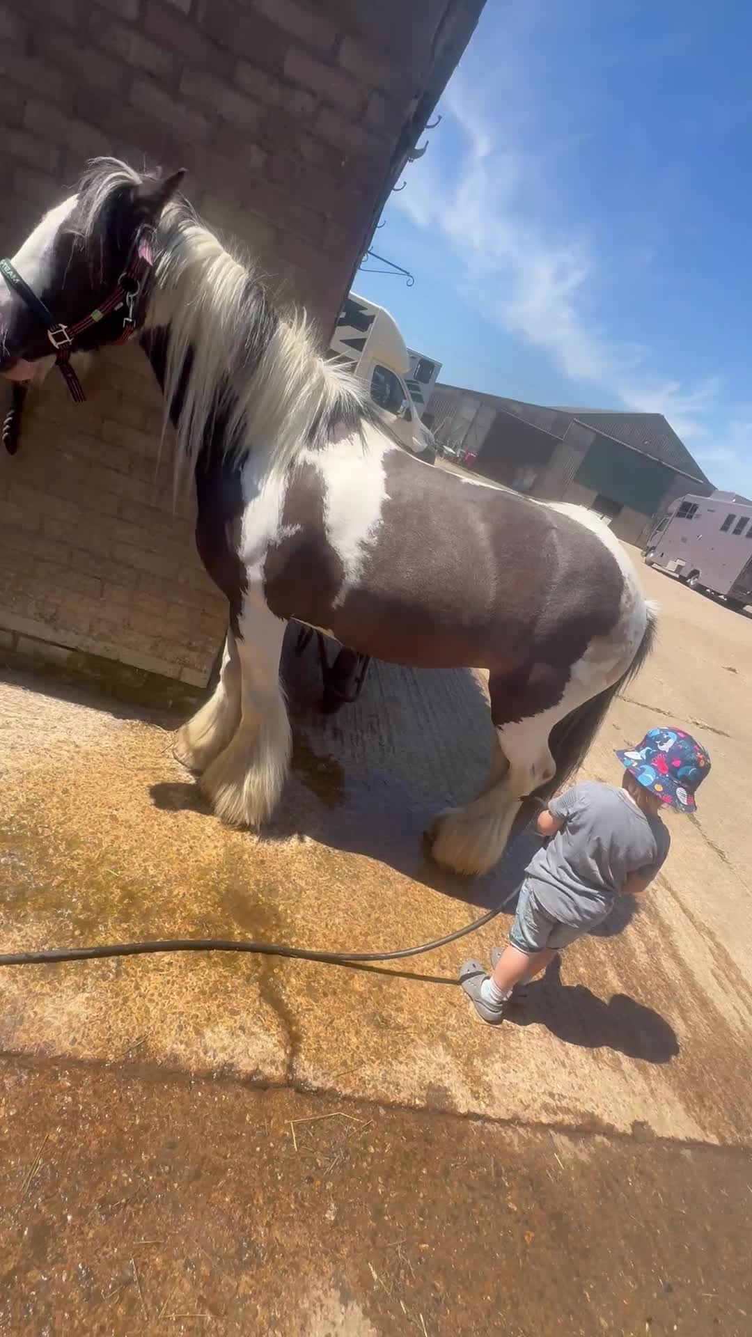 Irish Cob horses for sale: Kids pony in Stowmarket - Video 3