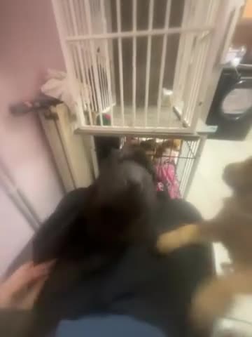 Shar Pei dogs for sale: Mr grey  in Kidderminster - Video 3
