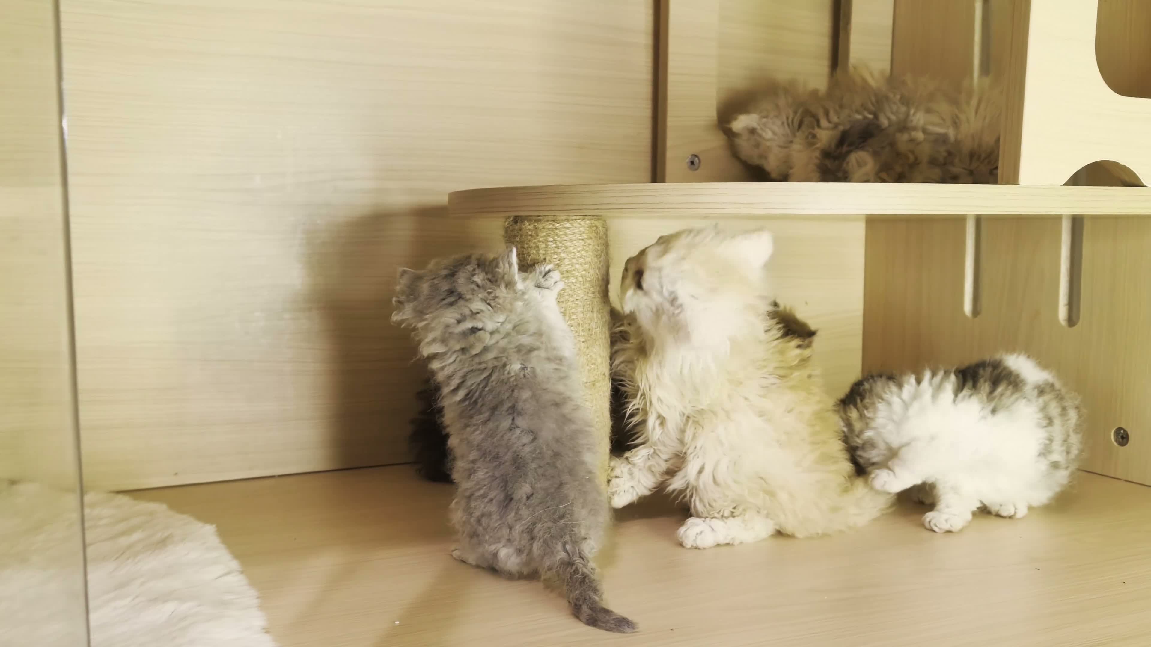 Selkirk Rex cats for sale: Beautiful litter of longhair Selkirk Rex kittens - Video 1