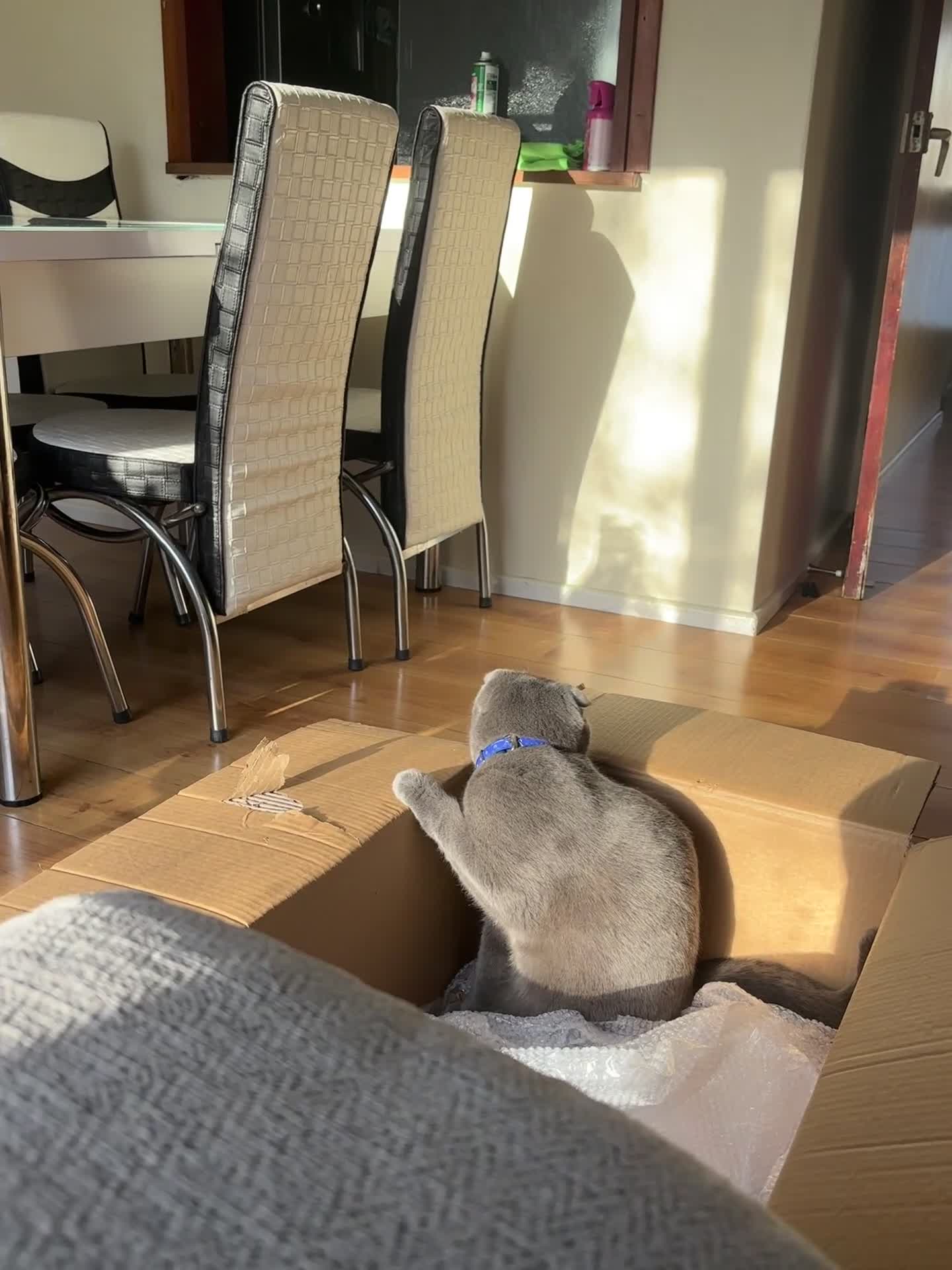 Scottish Fold cats for stud: Blue Scottish fold available for stud  - Video 1