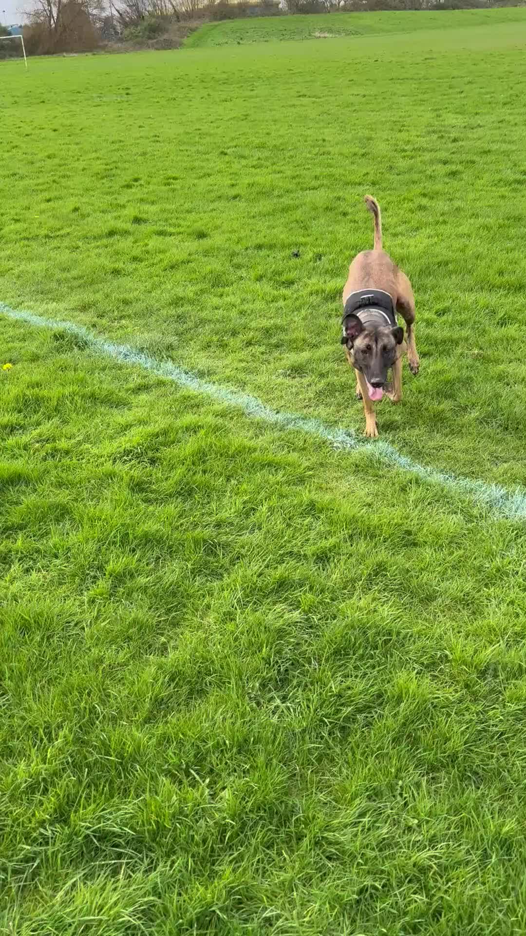 Belgian Shepherd Dog dogs for sale: For sale in Weston-super-Mare - Video 4