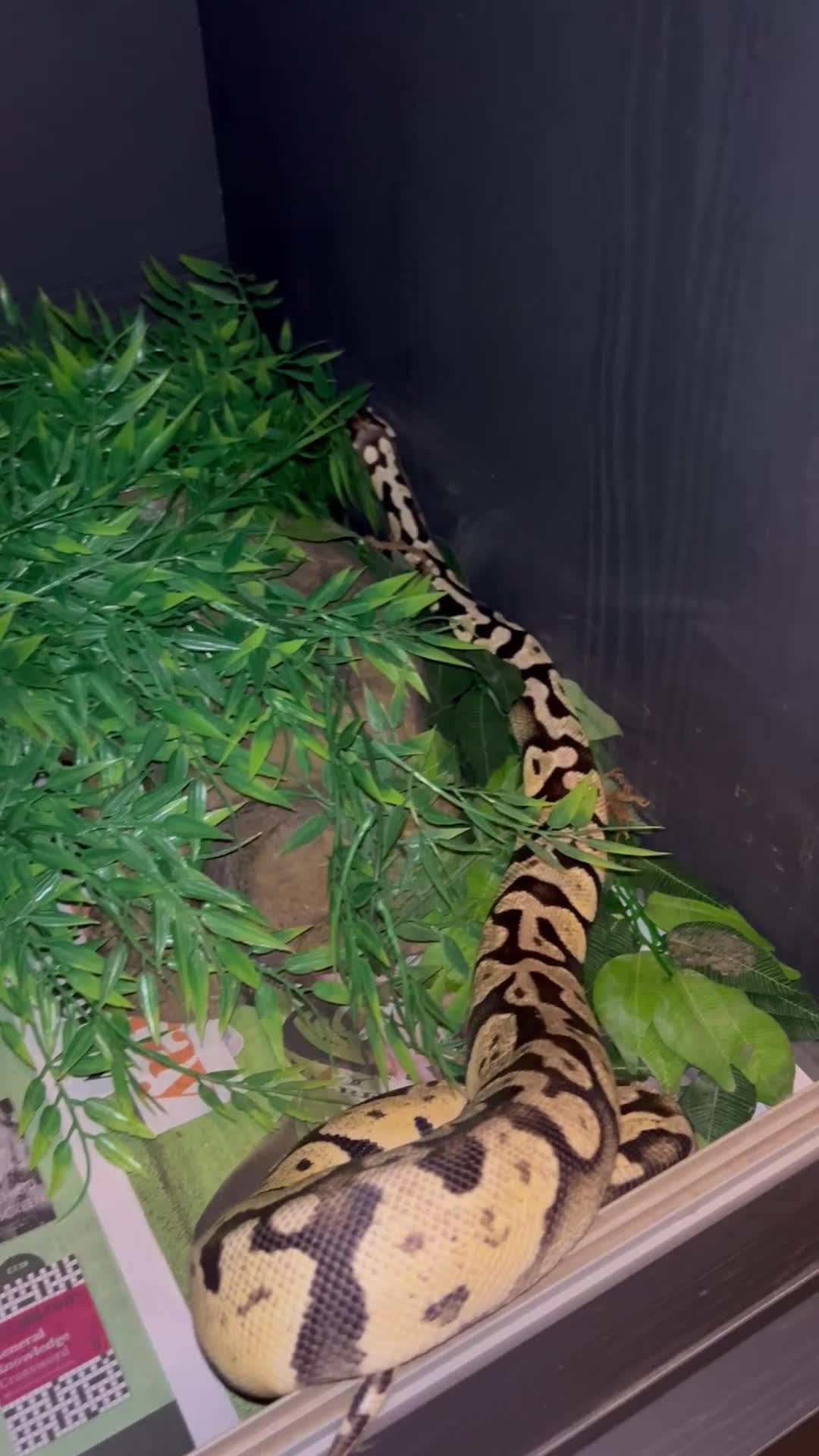 Python Snake reptiles for sale: Pastel Royal python  - Video 1
