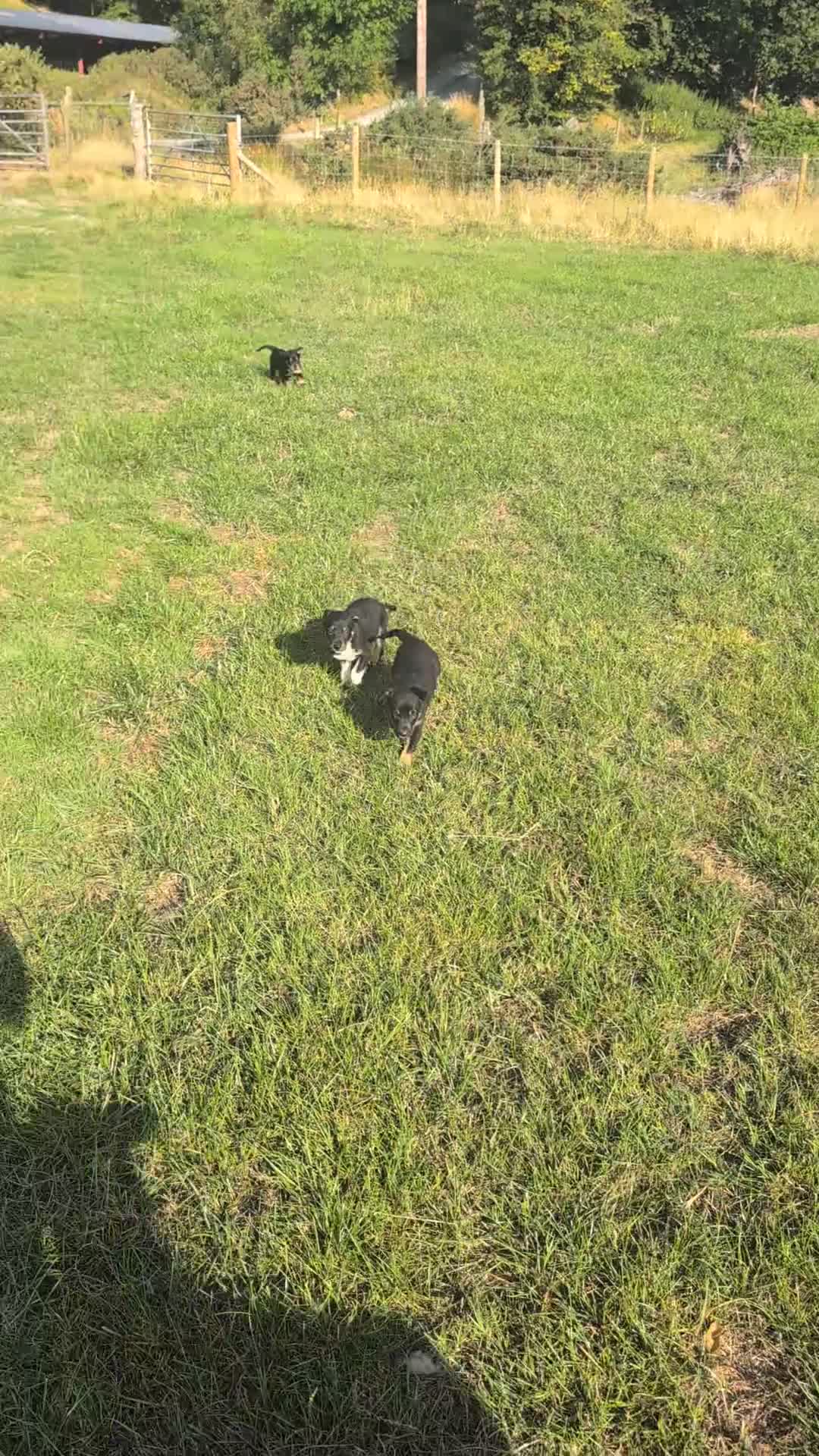 Border Collie dogs for sale: Gorgeous litter of Border Collies in Machynlleth - Video 2