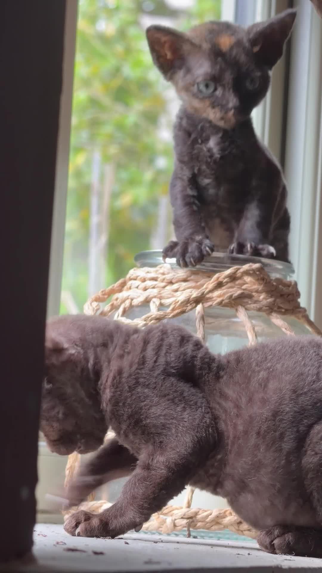 Devon Rex cats for sale:  GCCF registered  Devon Rex kittens available  in Leominster - Video 2