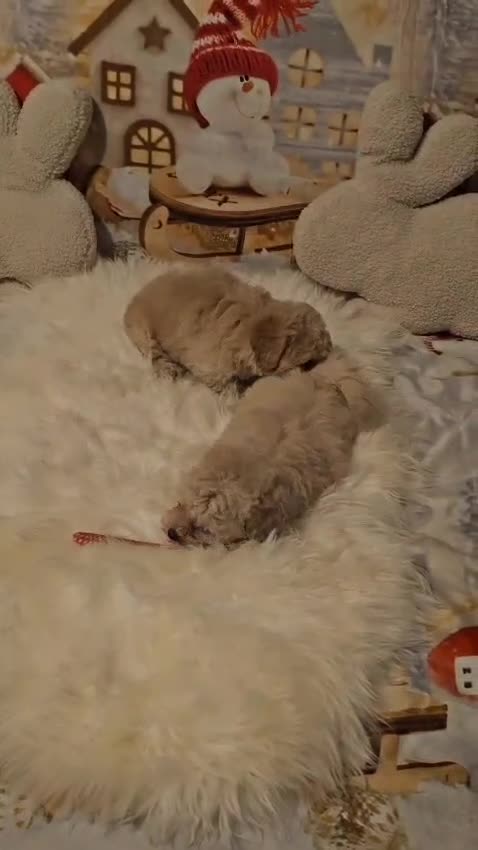 Maltipoo dogs for sale: 🐶 Beautiful Apricot Maltipoo Puppies for Sale 🐶 - Video 3