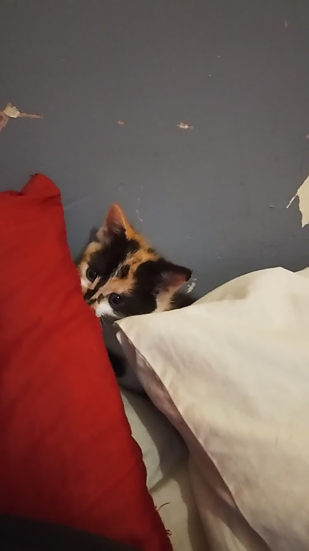 British Shorthair cats for sale: Female kitten ready to go to forever home  - Video 1