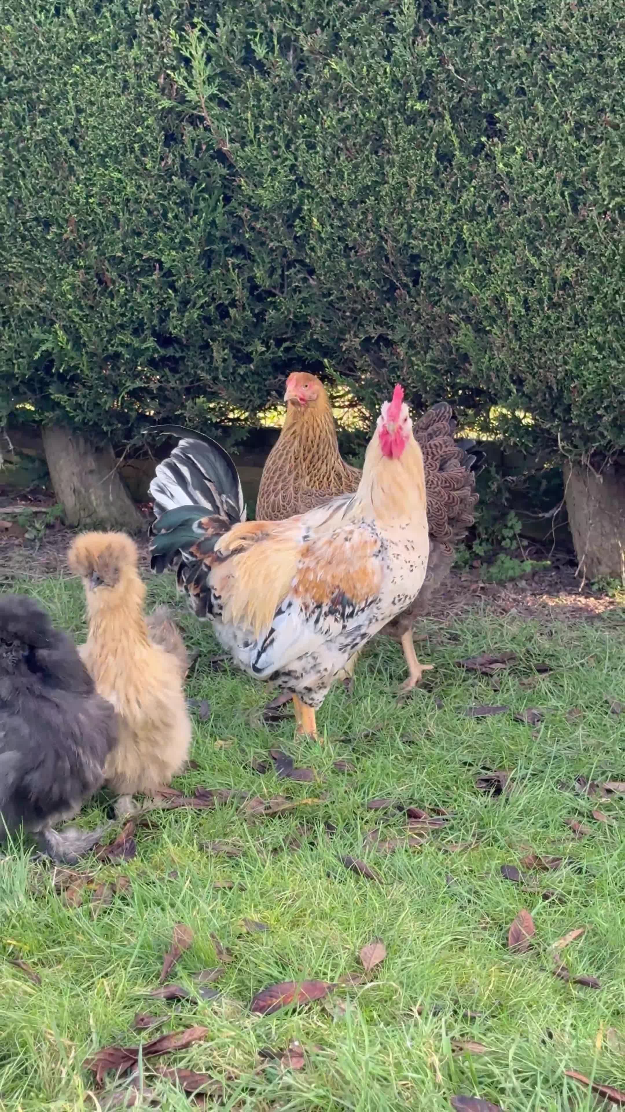 Chickens poultry for sale: Pure Swedish flower hen cockerel - Video 1