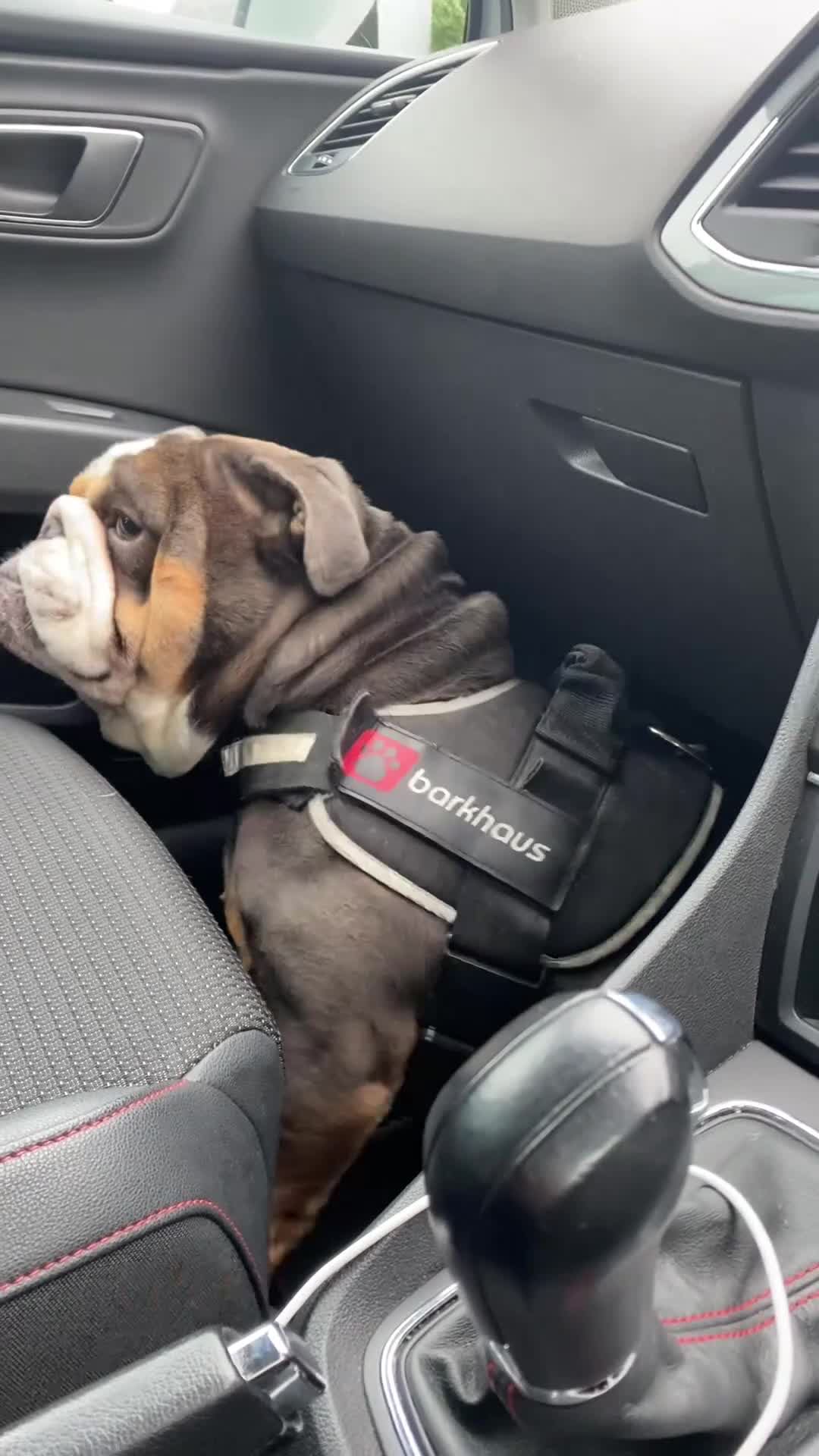 English Bulldog dogs for stud: English Bulldog Stud – Exceptional Temperament - Video 1