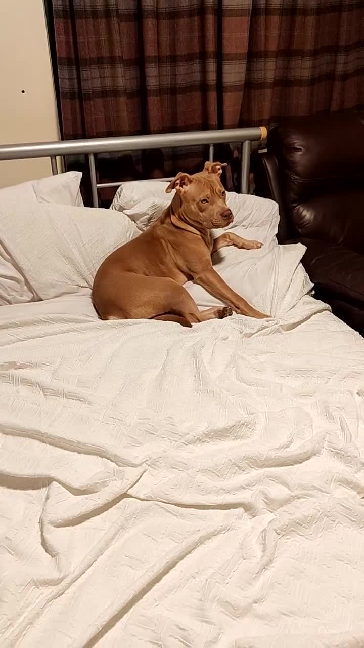 Mixed Breed dogs for sale: 10 month pup looking for forever loving home  - Video 2