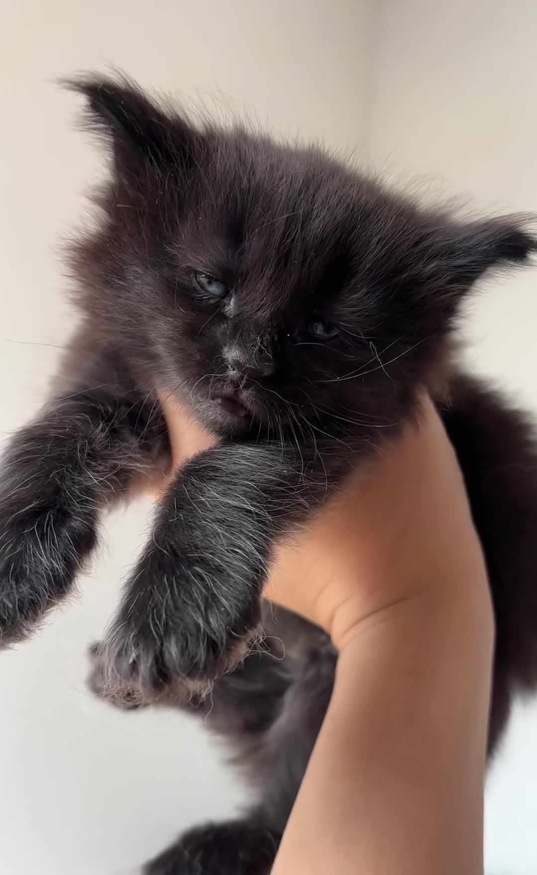 Maine Coon cats for sale: XXL RUSSIAN MAINE COON KITTENS - Video 4