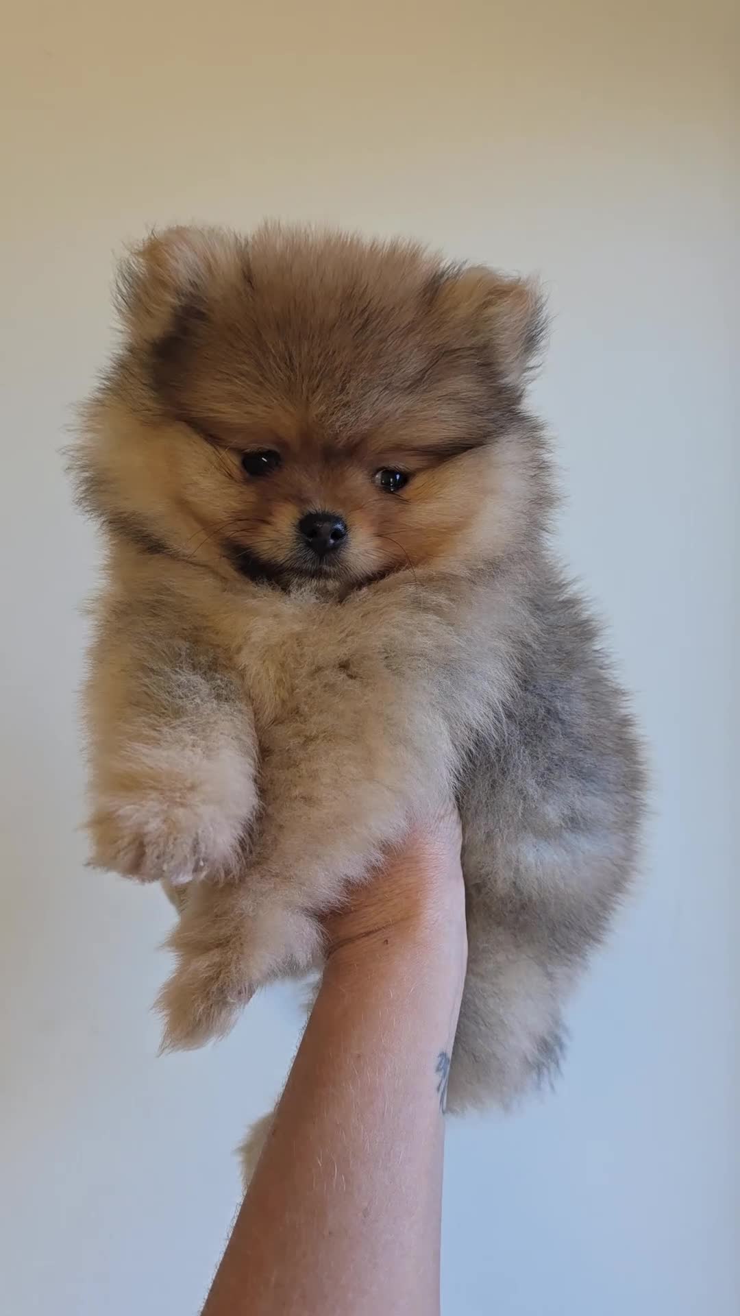 Pomeranian dogs for sale: Quality pomeranian pups - Video 3