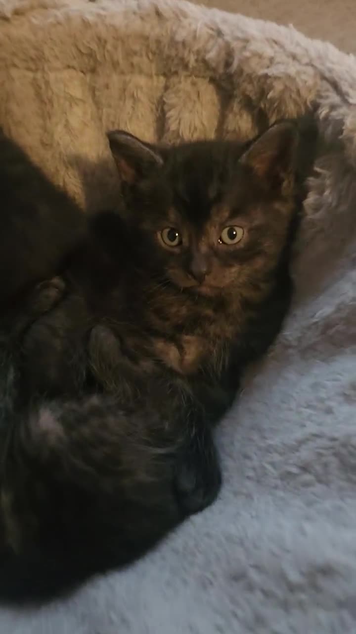Mixed Breed cats for sale: Half maincoon half domestic tom - Video 1