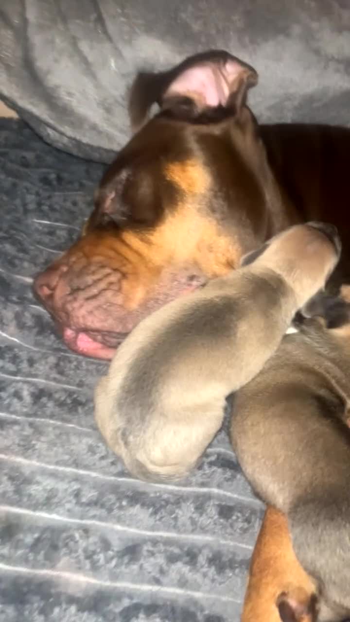 Mixed Breed dogs for sale: Bull grayhound learchers  in Leek - Video 1