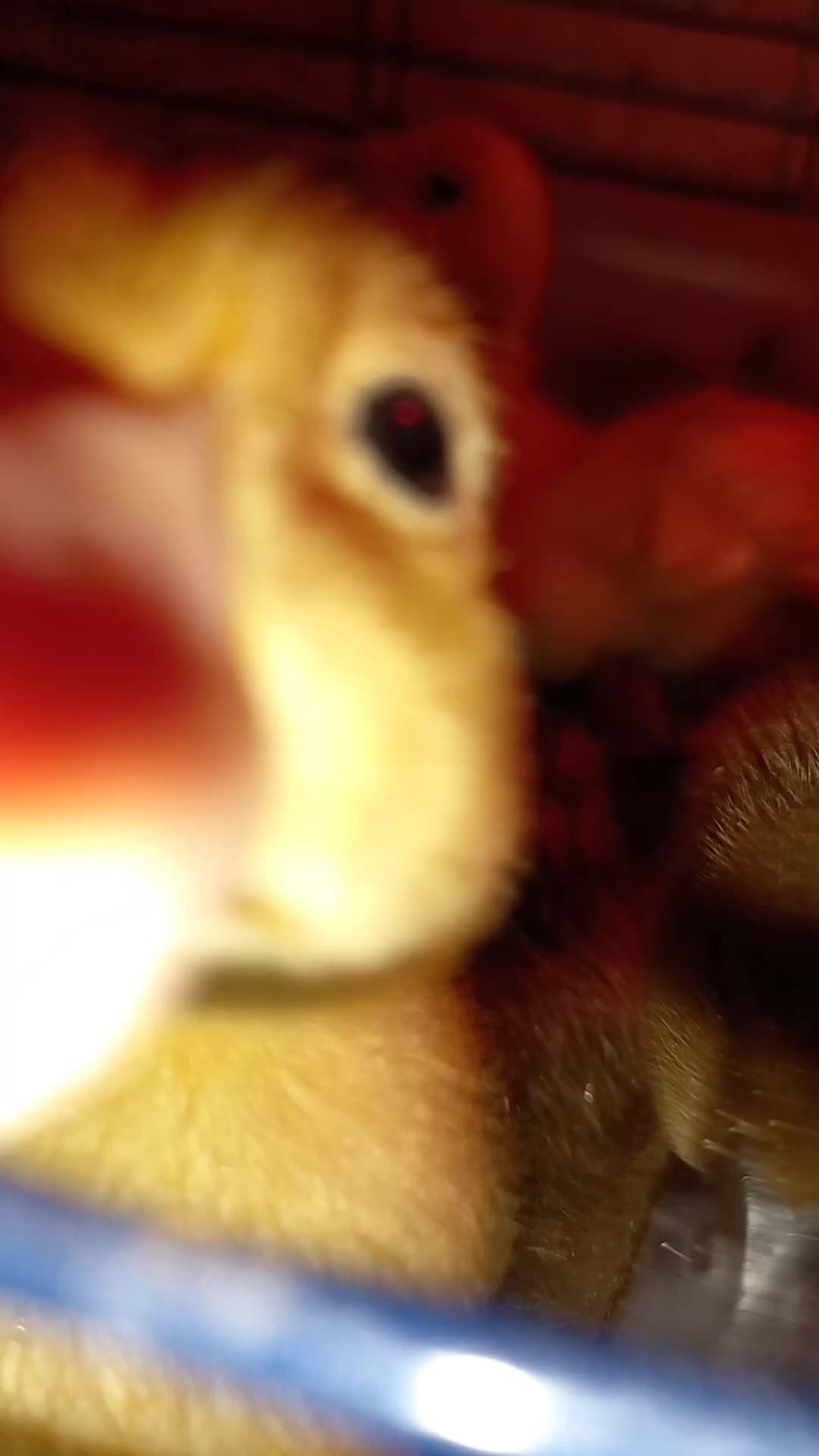 Ducks poultry for sale: Adorable Caki Campbell and Cherry valley Ducklings - Video 1