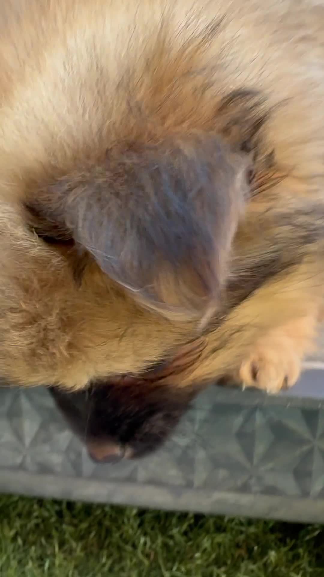 Pomeranian dogs for sale: ✨🐶 9  Beautiful Pomeranian Puppies  - Video 3