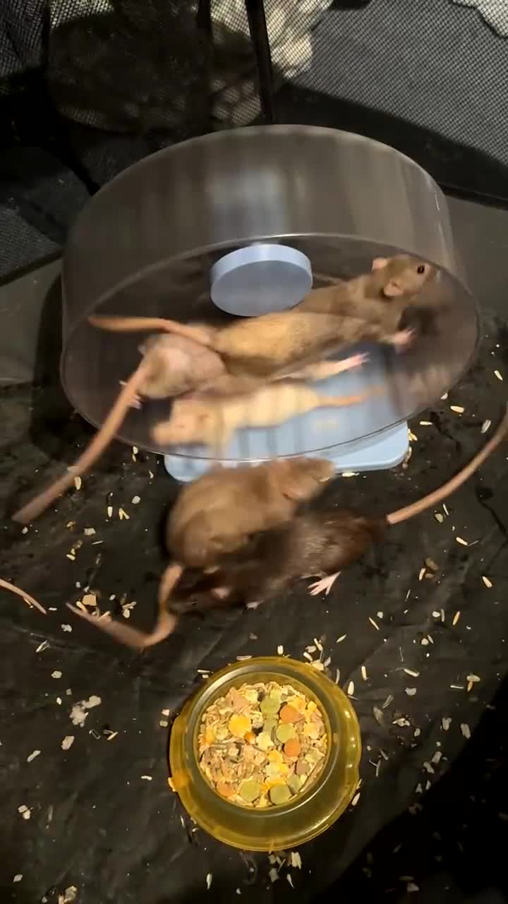 Rat rodents for sale: 7 female rats - Video 2