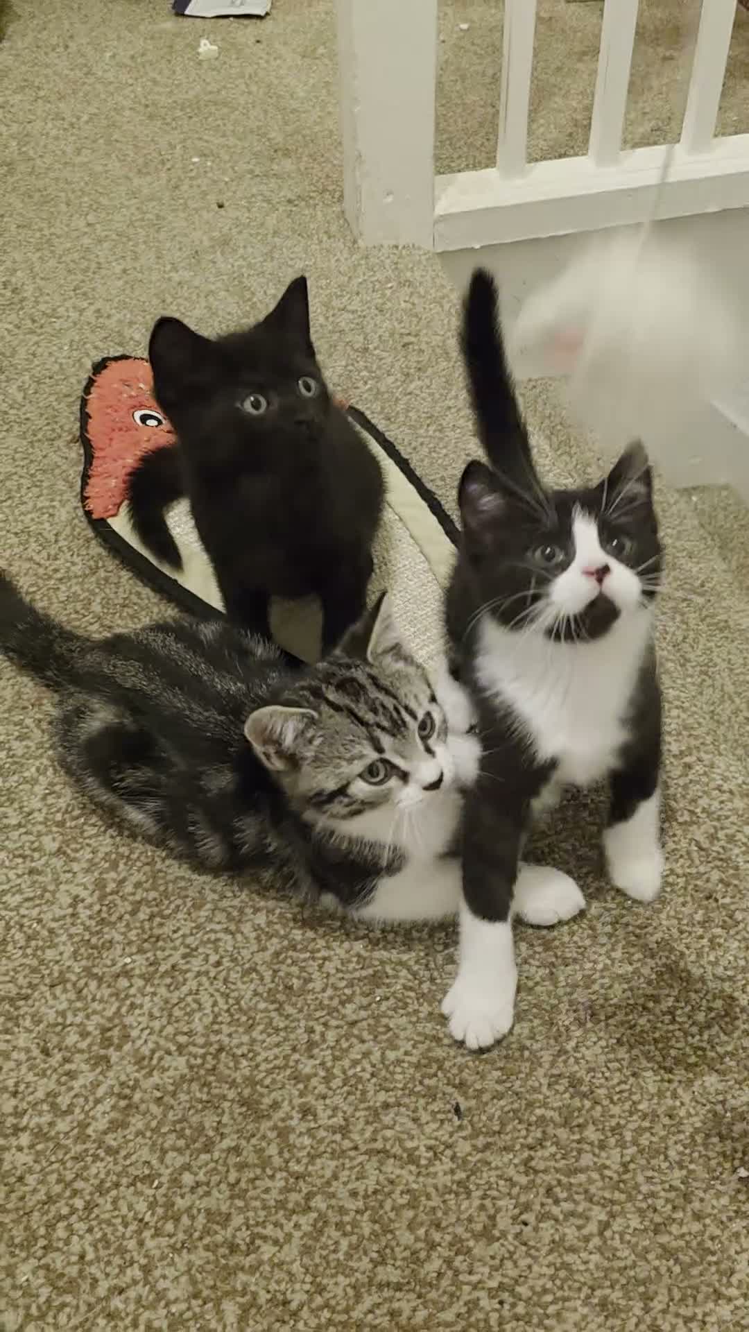 Mixed Breed cats for sale: Beautiful Mixed British Shorthair Kittens  🐾 - Video 1