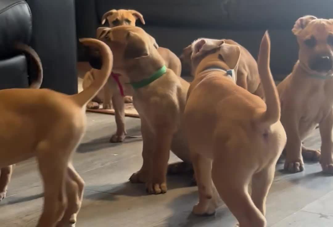 Mixed Breed dogs for sale: American Mali Pups - Video 5