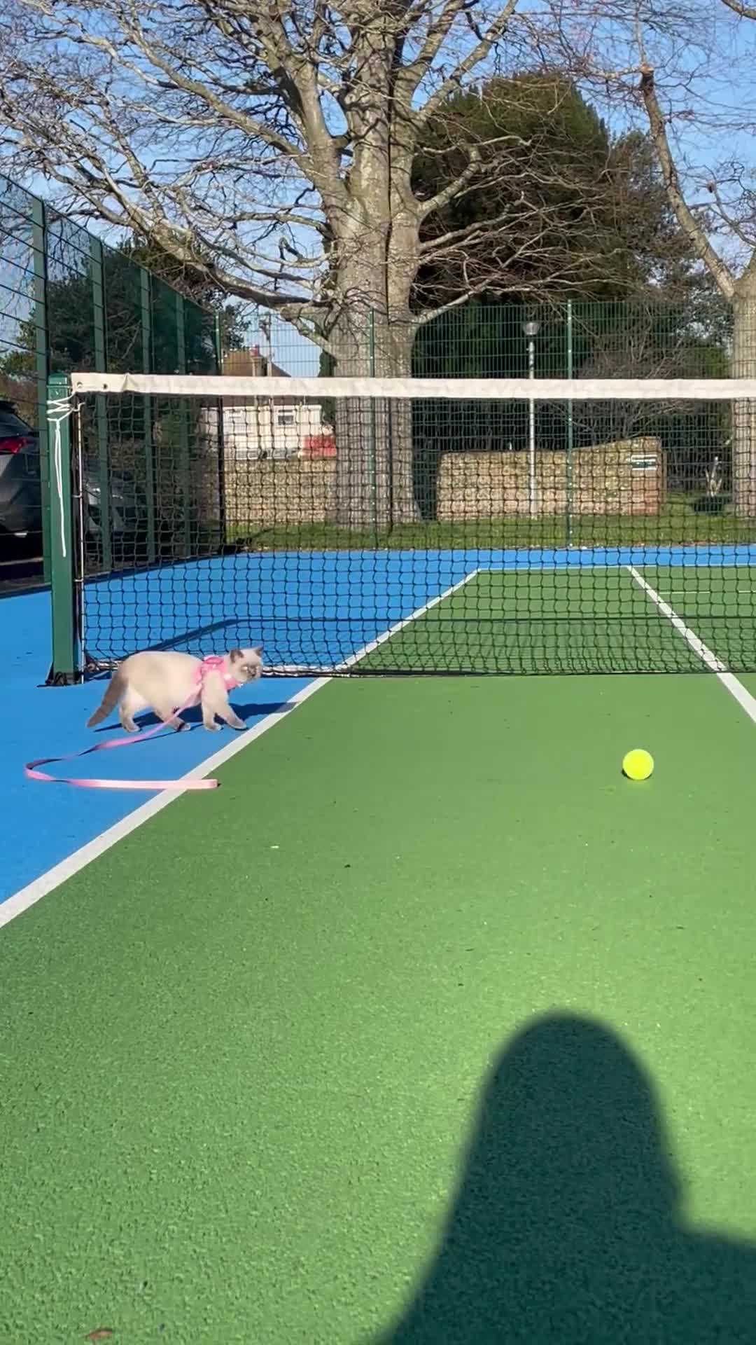 Ragdoll cats for sale: Siena  - Video 1