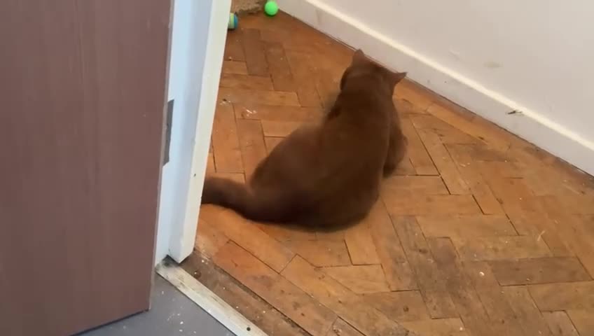 British Shorthair cats for sale: GCCF/TICA Cinnamon BSH FOR SALE! - Video 1