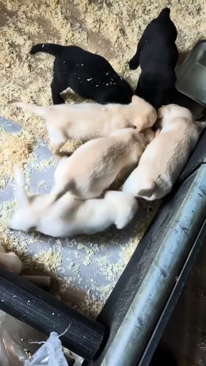 Labrador Retriever dogs for sale: Beautiful show bred family pets  - Video 2