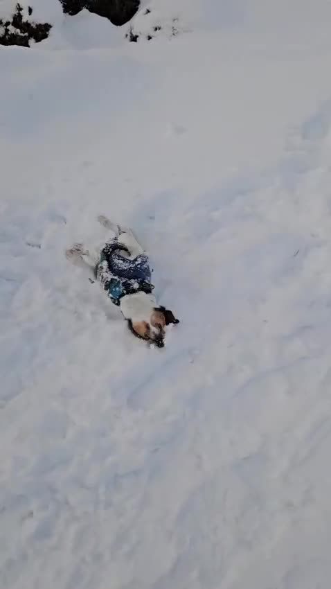 Jack Russell dogs for stud: Chip (the stud) - Video 1