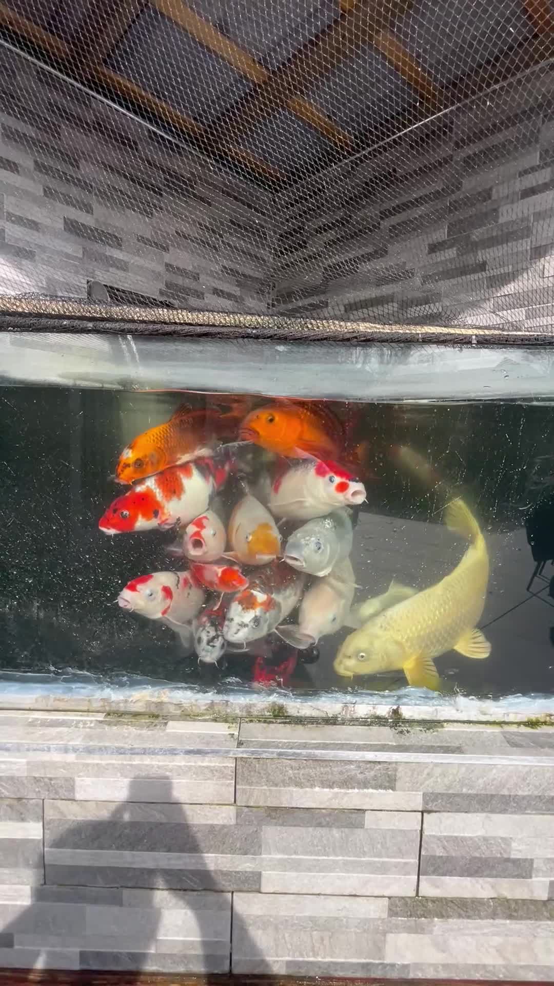 Koi Carp fish for sale: Koi carp  in Beckenham - Video 1