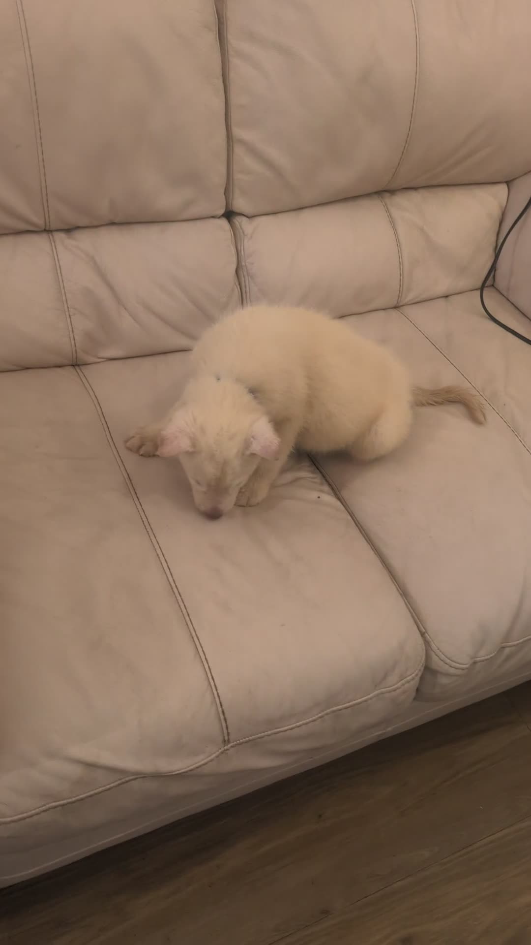 Siberian Husky dogs for sale: 5 Syberrian Husky puppies - Video 3