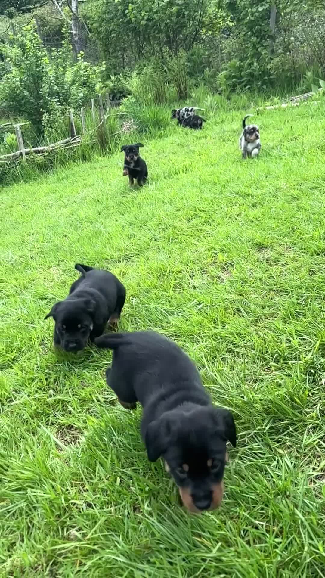 Mixed Breed dogs for sale: Border Rotty puppies for sale  - Video 1