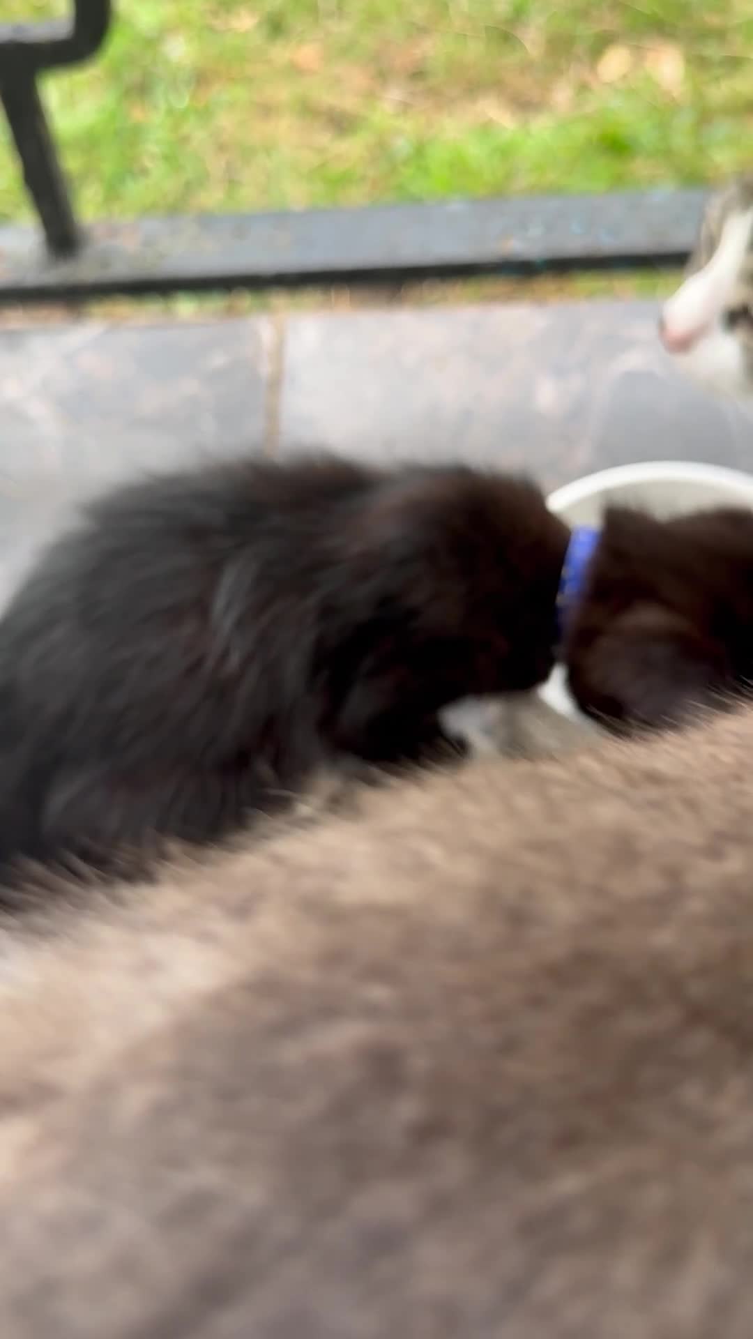 British Shorthair cats for sale: Kittens Ready Mixed British shorthair+Russian Blue - Video 2
