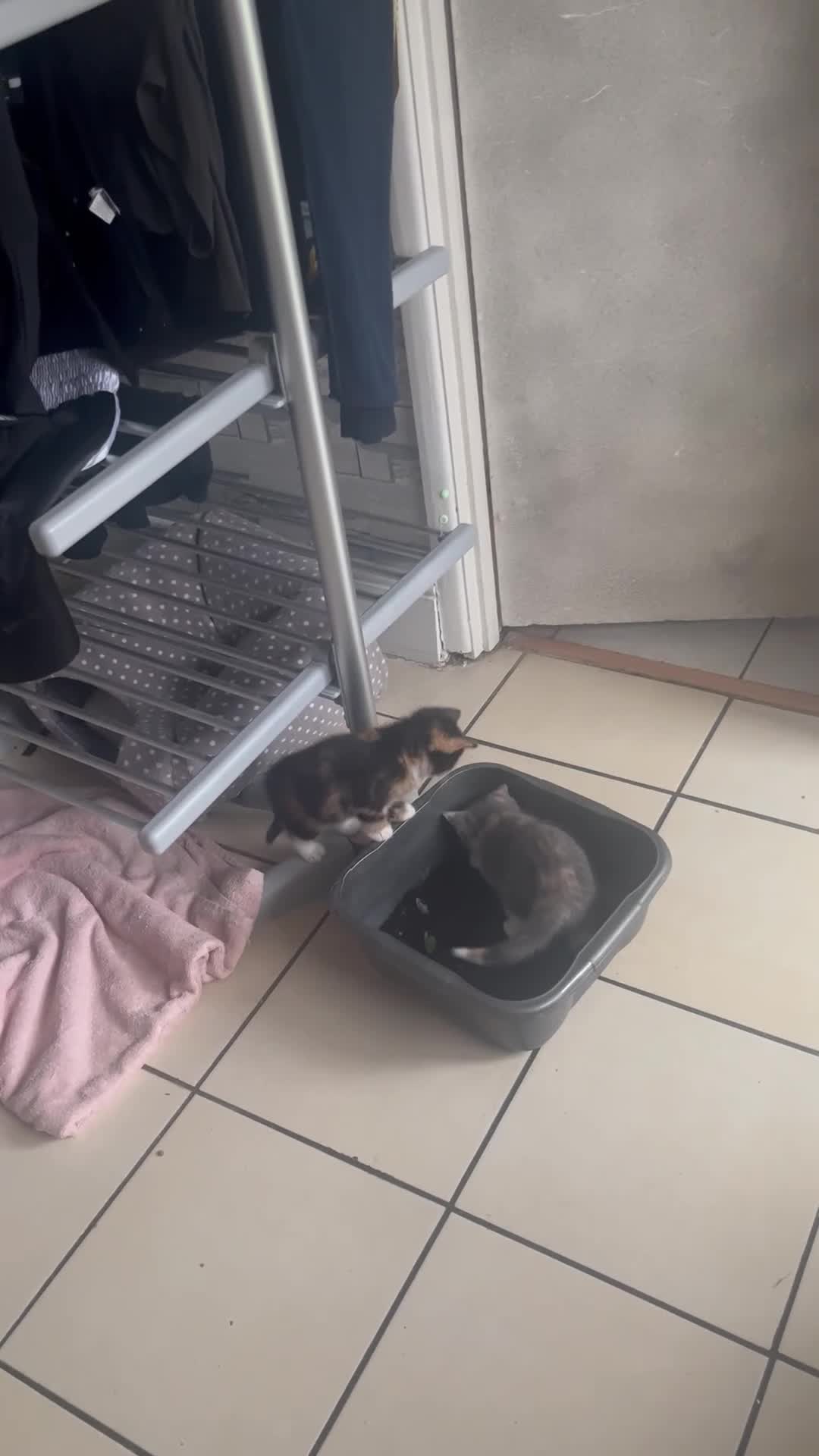 Mixed Breed cats for sale: Kitten  - Video 1