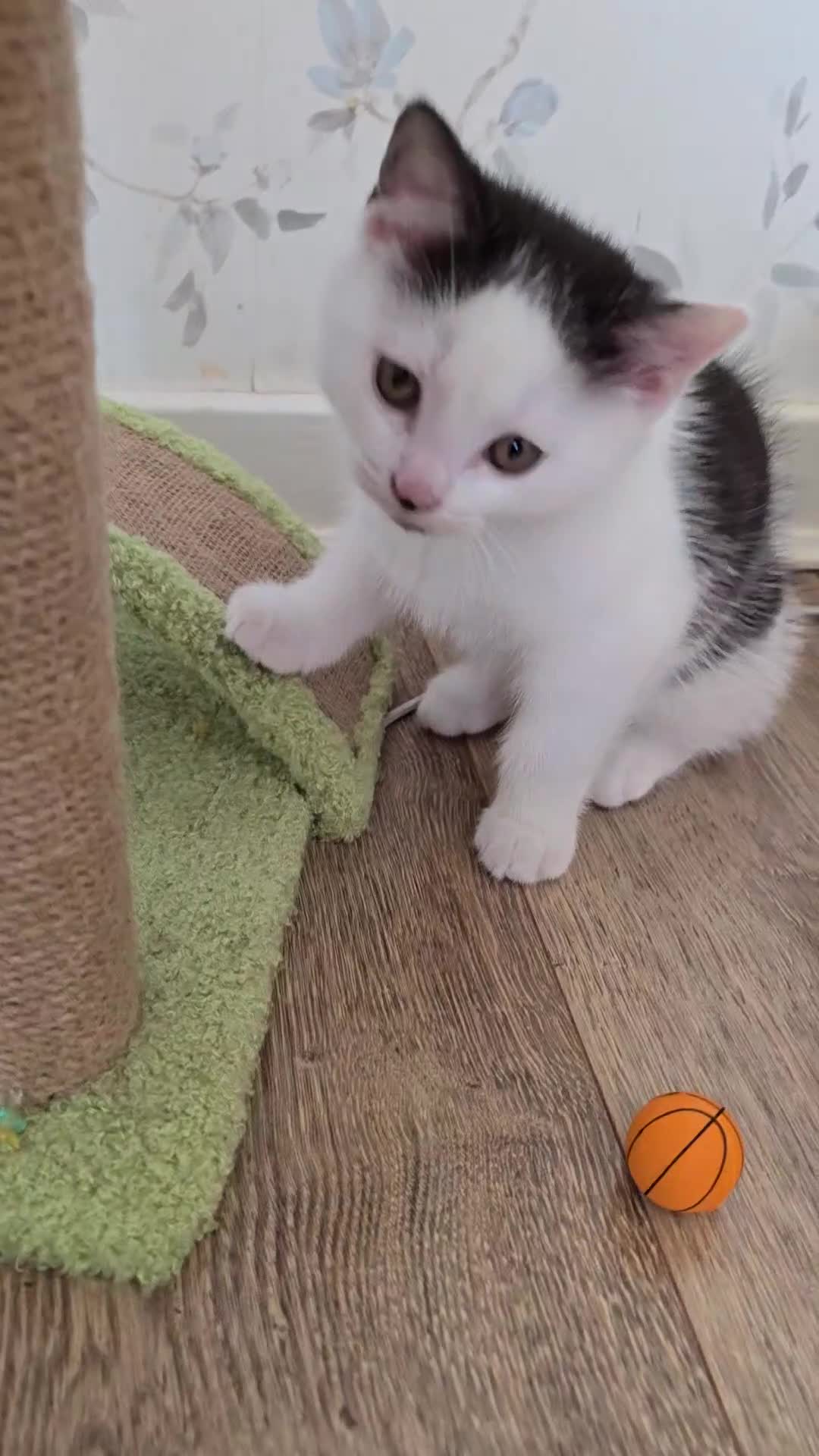 Mixed Breed cats for sale: British shorthair cross Kittens  - Video 2
