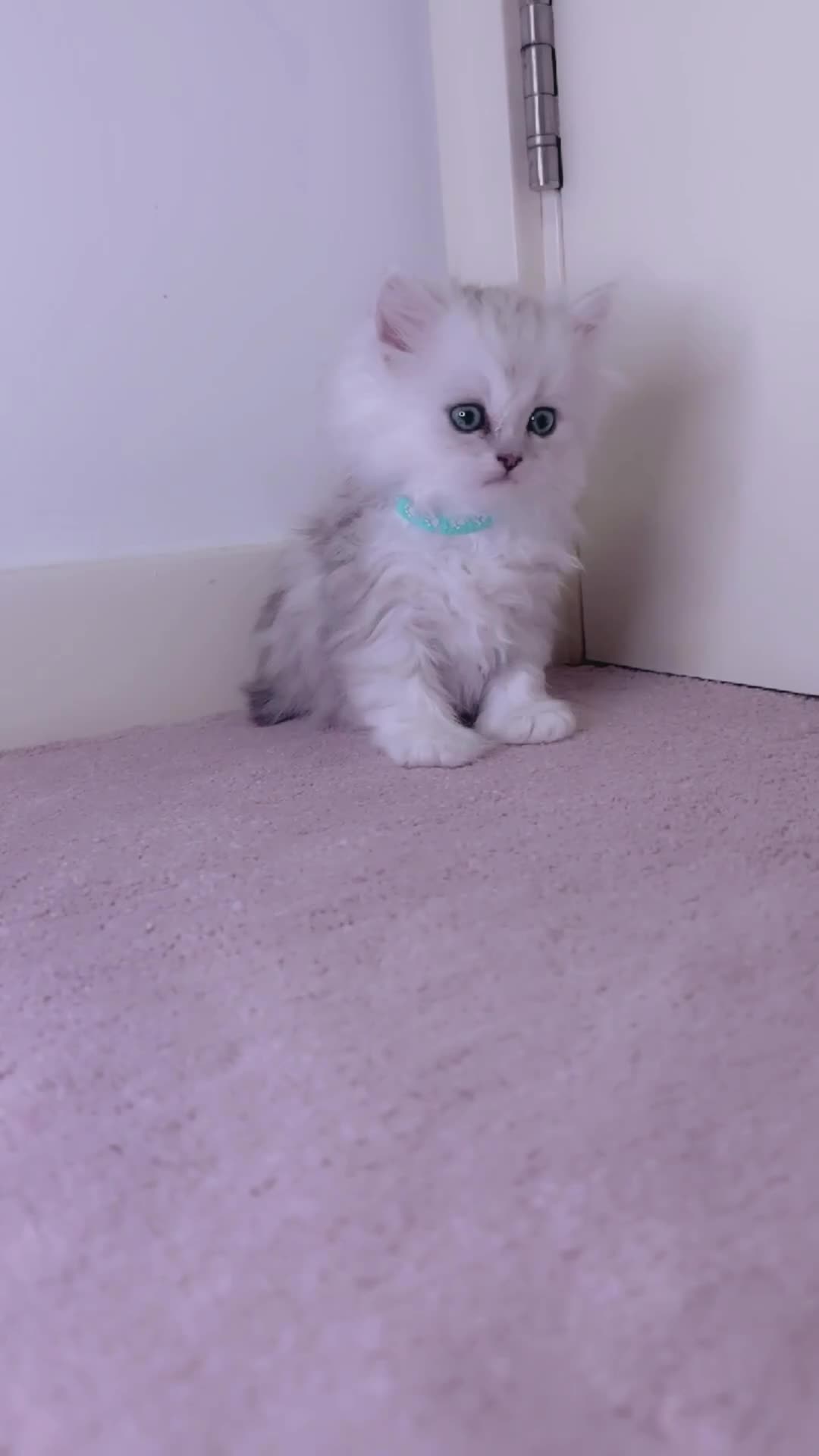 Persian cats for sale: Rare Beauty~Persian Kittens🤍 - Video 1