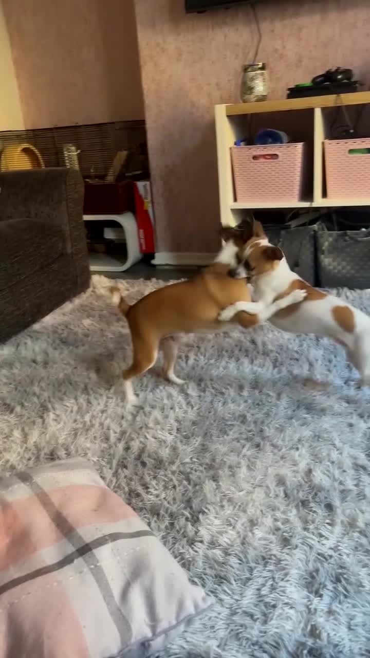 Chihuahua dogs for sale: Baby the chihuahua please read!!!!! - Video 1