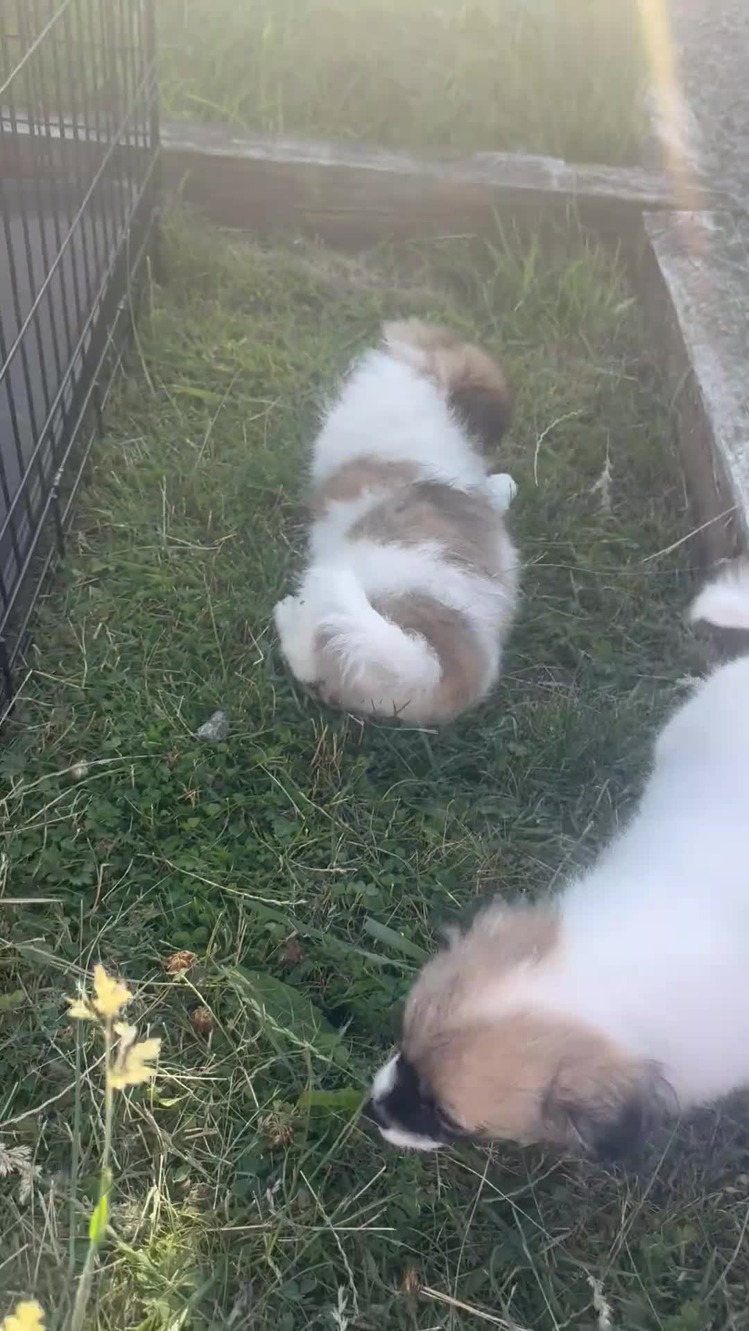Mixed Breed dogs for sale: Shih Tzu/Pomeranian puppies - Video 1
